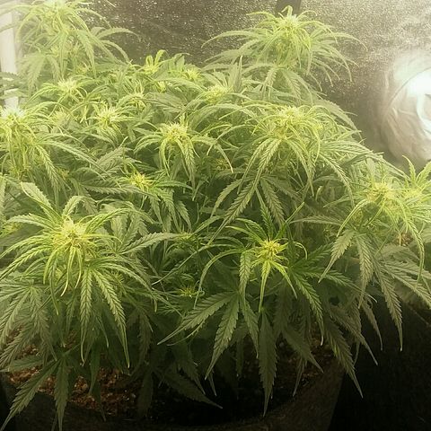 Daisy growlog timeline photo