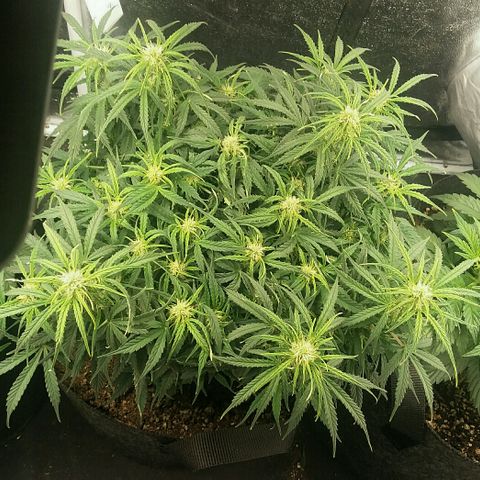 Daisy growlog timeline photo