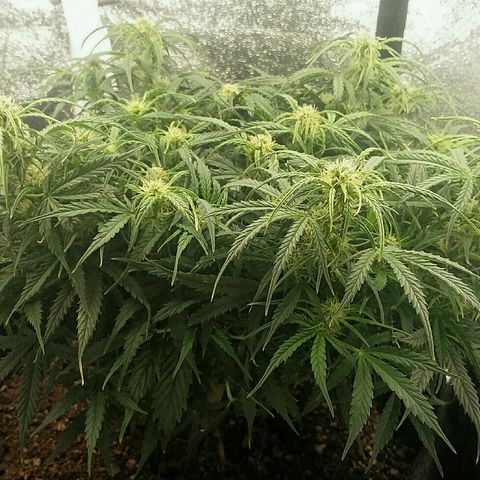 Daisy growlog timeline photo