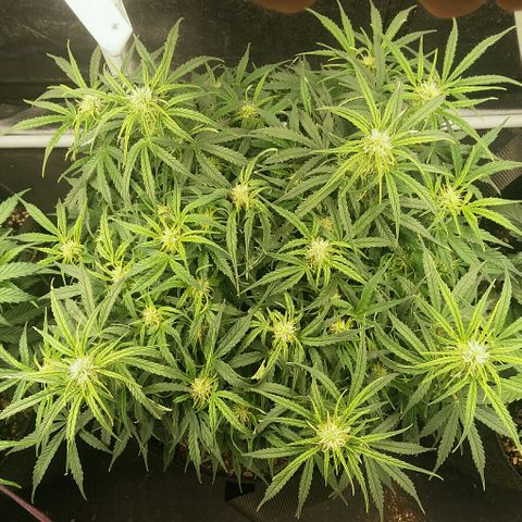 Daisy growlog timeline photo