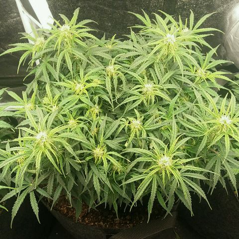 Daisy growlog timeline photo
