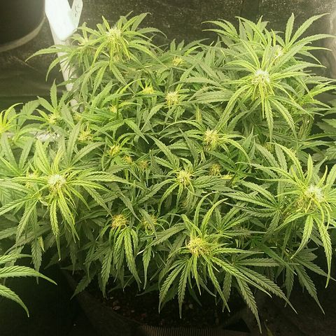 Daisy growlog timeline photo