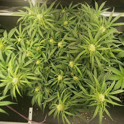Daisy growlog timeline photo