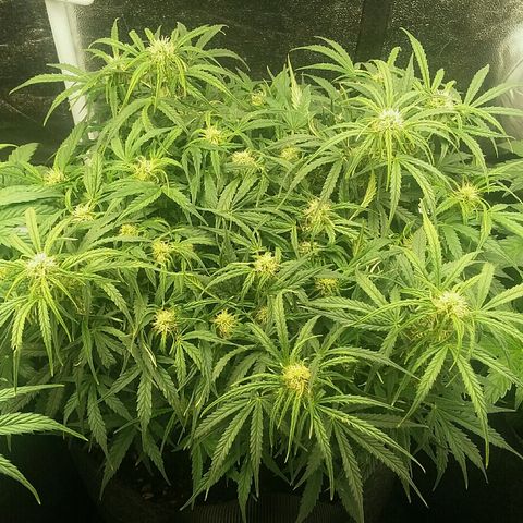 Daisy growlog timeline photo