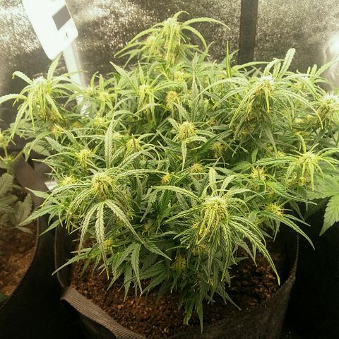 Daisy growlog timeline photo
