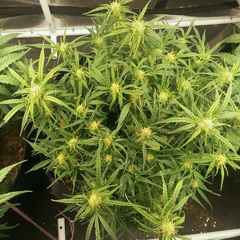 Daisy growlog timeline photo