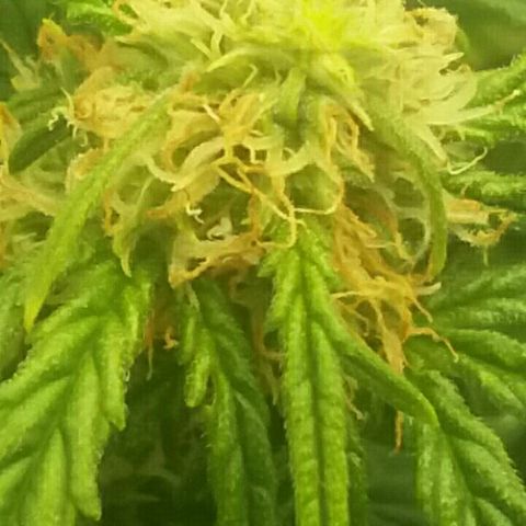 Daisy growlog timeline photo