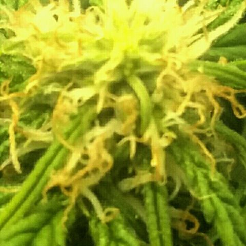 Daisy growlog timeline photo