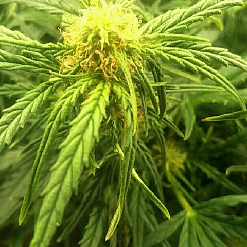 Daisy growlog timeline photo