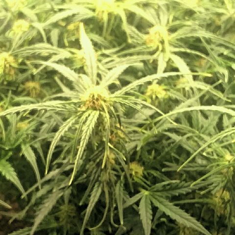 Daisy growlog timeline photo