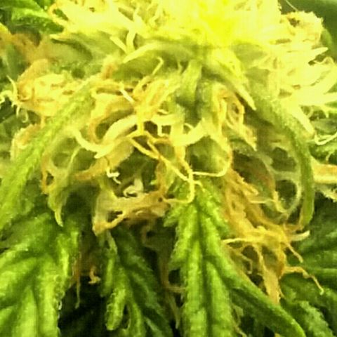 Daisy growlog timeline photo