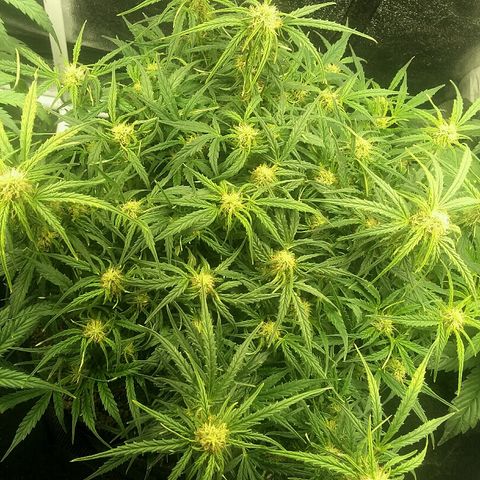 Daisy growlog timeline photo
