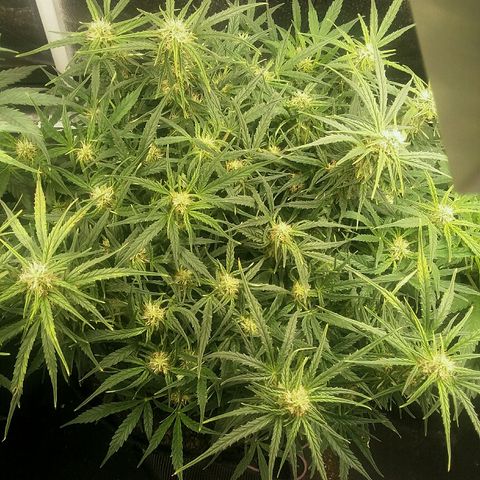 Daisy growlog timeline photo