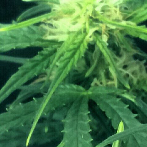 Daisy growlog timeline photo