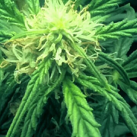 Daisy growlog timeline photo