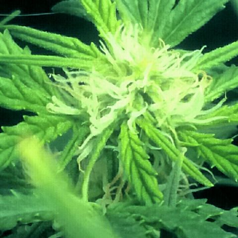 Daisy growlog timeline photo