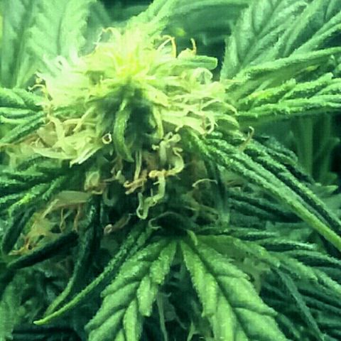 Daisy growlog timeline photo