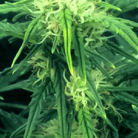 Daisy growlog timeline photo