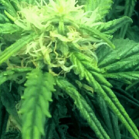 Daisy growlog timeline photo