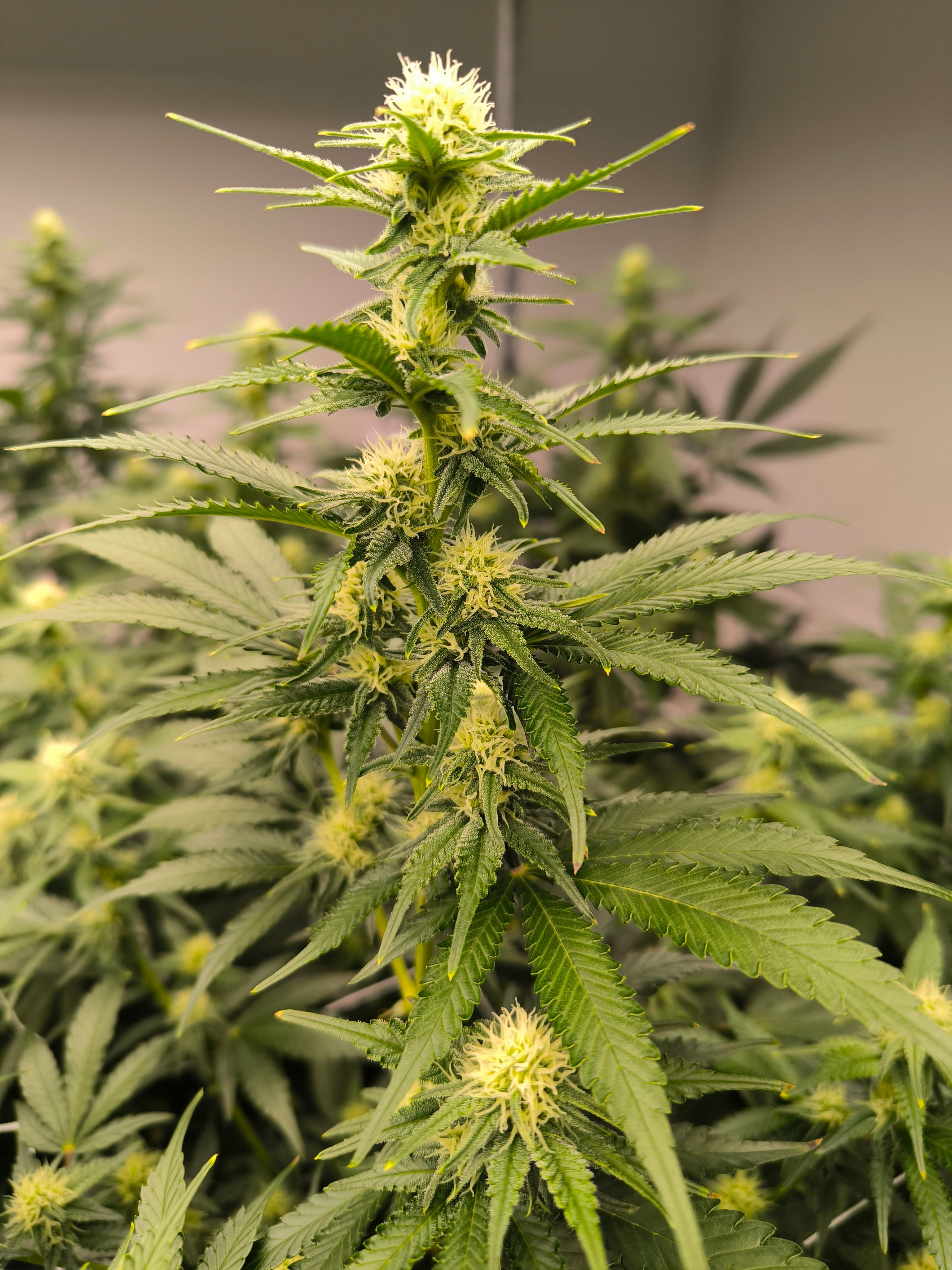 Channel + growlog header