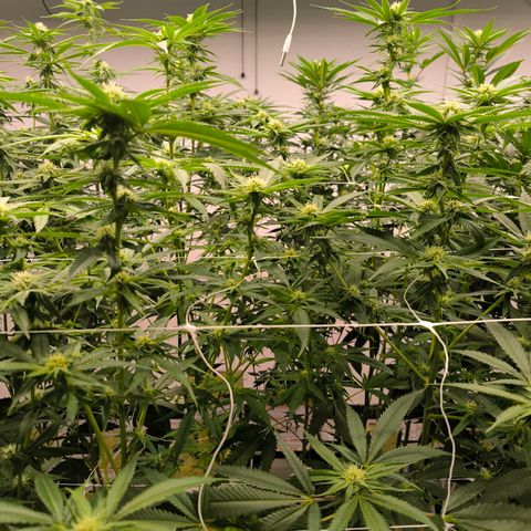 Banana Sorbet growlog photo: After defoliation