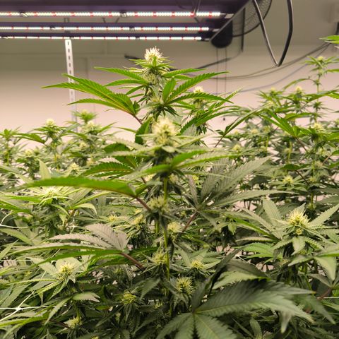 Apple fritter  growlog photo: before defoliation