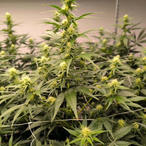 Channel + growlog photo