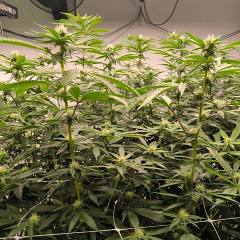 Georgia Pie growlog photo: before defoliation