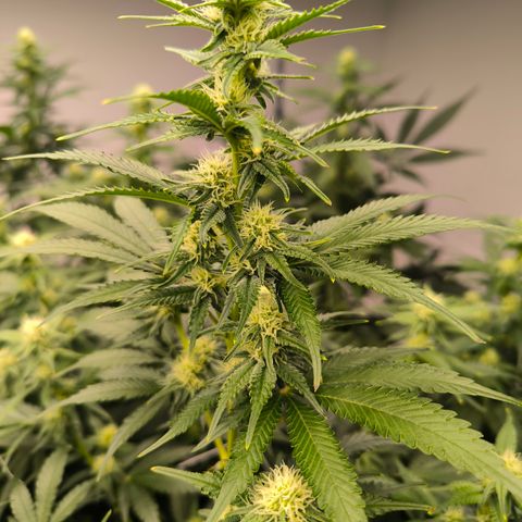 Channel + growlog photo