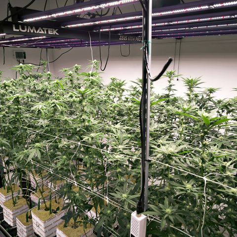 Channel + growlog photo: after defoliation