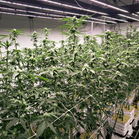 Channel + growlog photo