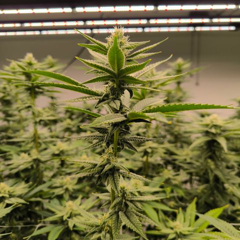  White Truffle growlog timeline photo