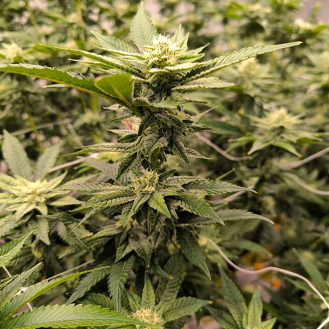 Cap Junky growlog timeline photo