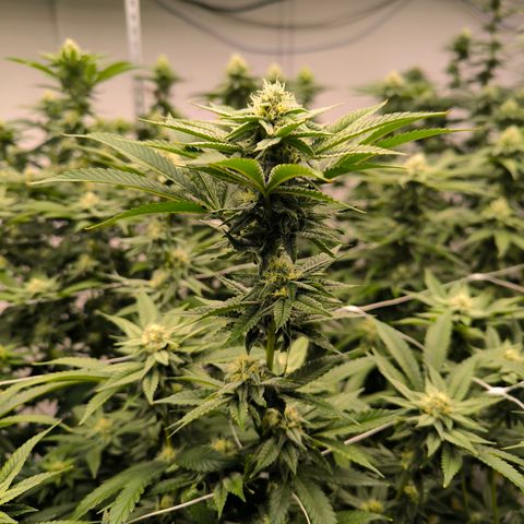 Pineapple Fruz growlog timeline photo