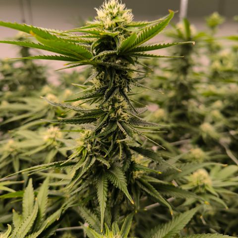 Hash Fruit growlog timeline photo