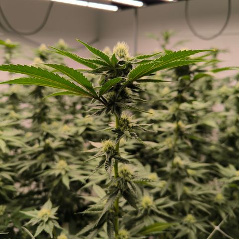 Georgia Pie growlog timeline photo