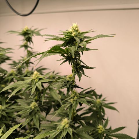 Orange Eruption growlog timeline photo