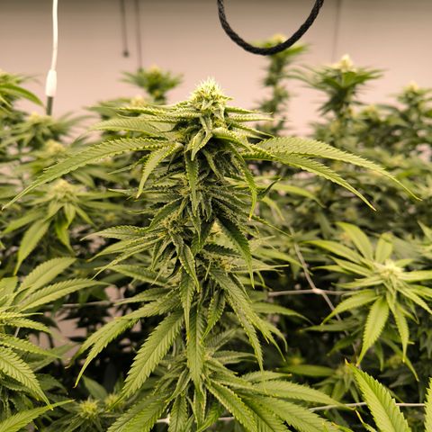 Banana Sorbet growlog timeline photo