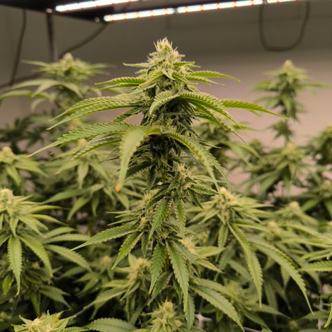 Kontiki #25 growlog timeline photo