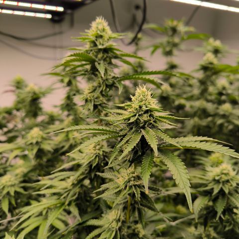 Apple fritter  growlog timeline photo