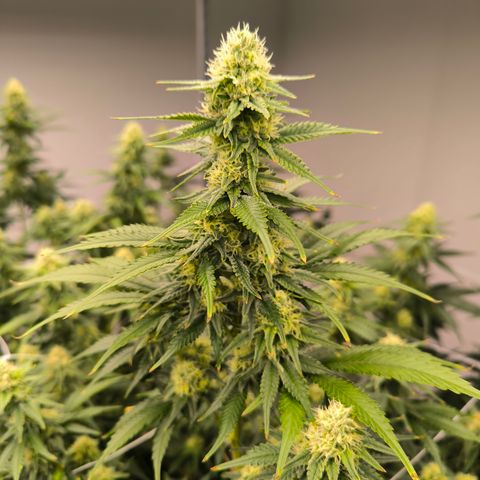 Channel + growlog timeline photo