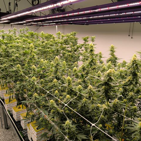 Channel + growlog timeline photo