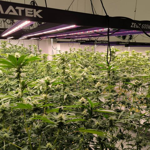 Channel + growlog timeline photo