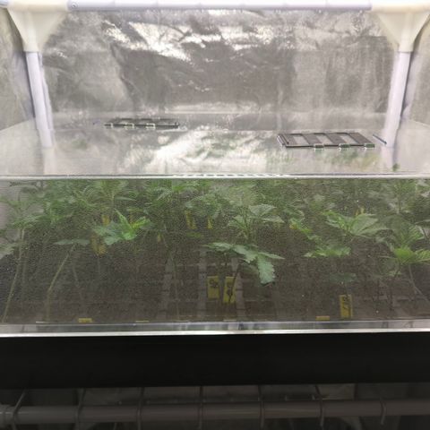 Chimera #3 growlog photo