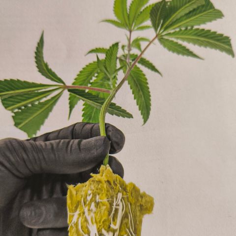 Purple Milk  growlog photo