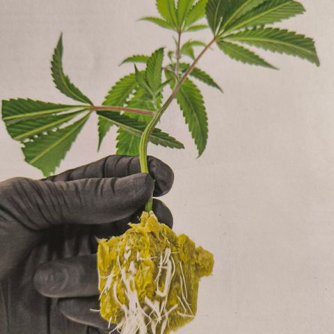 Apple fritter  growlog photo