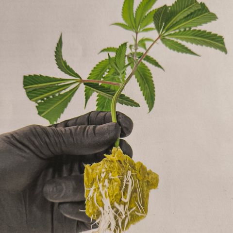 Chimera #3 growlog photo