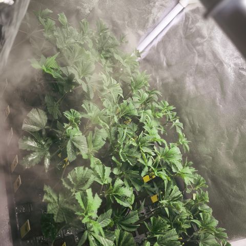 Chimera #3 growlog photo