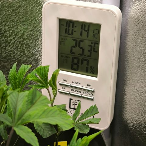 Chimera #3 growlog photo