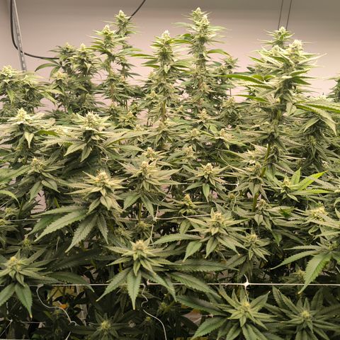 Channel + growlog timeline photo